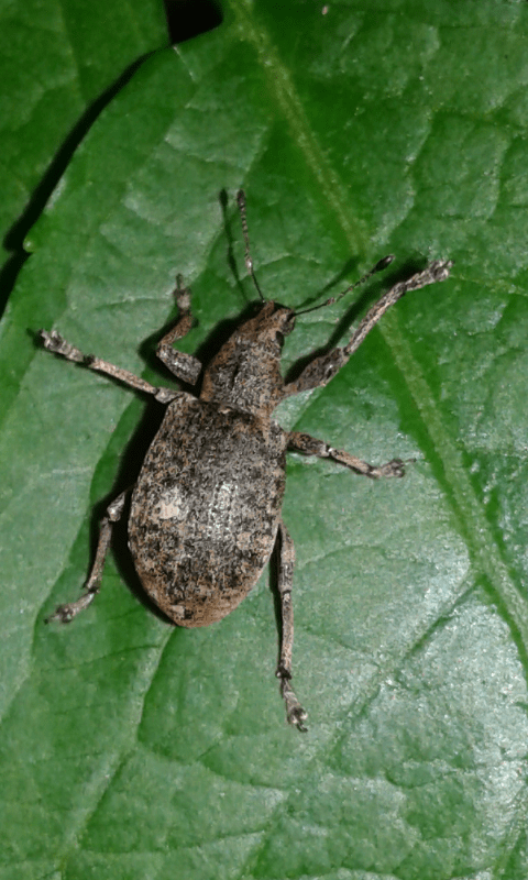 Otiorhynchus sp. (Curculionidae)?